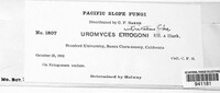 Uromyces eriogoni image